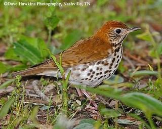 Tennessee's Watchable Wildlife
