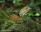 Tennessee's Watchable Wildlife