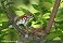 Tennessee's Watchable Wildlife