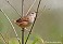 Tennessee's Watchable Wildlife