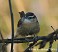 Tennessee's Watchable Wildlife
