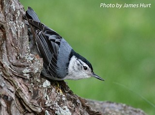 Tennessee's Watchable Wildlife