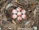 Tennessee's Watchable Wildlife