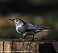 Tennessee's Watchable Wildlife