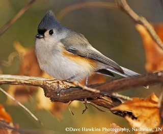 Tennessee's Watchable Wildlife