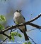 Tennessee's Watchable Wildlife