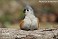 Tennessee's Watchable Wildlife