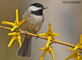 Tennessee's Watchable Wildlife