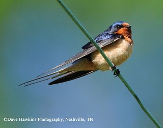 Tennessee's Watchable Wildlife