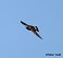 Tennessee's Watchable Wildlife