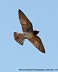 Tennessee's Watchable Wildlife