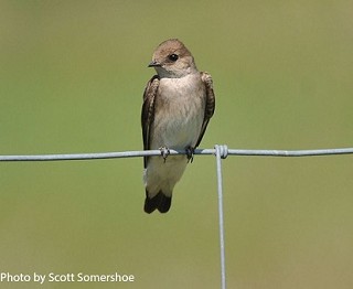 Tennessee's Watchable Wildlife