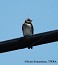 Tennessee's Watchable Wildlife