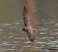 Tennessee's Watchable Wildlife