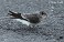 Tennessee's Watchable Wildlife