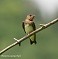 Tennessee's Watchable Wildlife