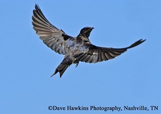 Tennessee's Watchable Wildlife