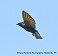 Tennessee's Watchable Wildlife
