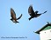 Tennessee's Watchable Wildlife