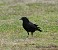 Tennessee's Watchable Wildlife