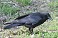Tennessee's Watchable Wildlife