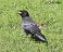 Tennessee's Watchable Wildlife