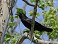 Tennessee's Watchable Wildlife
