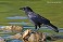 Tennessee's Watchable Wildlife