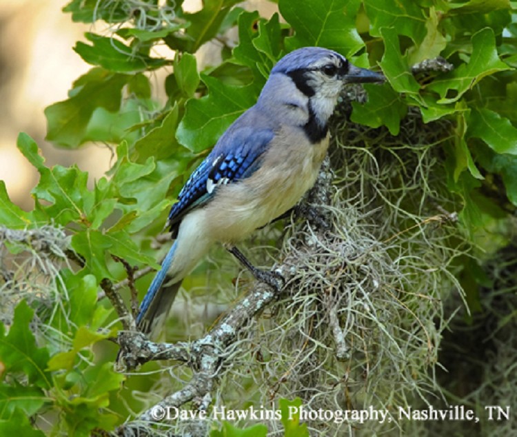 Tennessee Watchable Wildlife Blue Habitat Forest