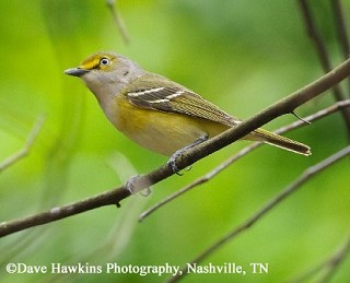 Tennessee's Watchable Wildlife