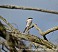 Tennessee's Watchable Wildlife