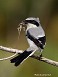 Tennessee's Watchable Wildlife
