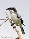 Tennessee's Watchable Wildlife
