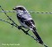 Tennessee's Watchable Wildlife