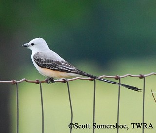 Tennessee's Watchable Wildlife