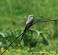 Tennessee's Watchable Wildlife