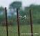 Tennessee's Watchable Wildlife