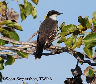 Tennessee's Watchable Wildlife
