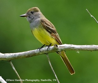 Tennessee's Watchable Wildlife