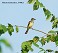 Tennessee's Watchable Wildlife