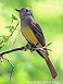 Tennessee's Watchable Wildlife