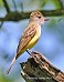 Tennessee's Watchable Wildlife