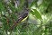 Tennessee's Watchable Wildlife