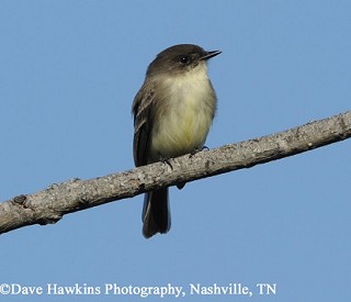 Tennessee's Watchable Wildlife