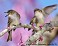 Tennessee's Watchable Wildlife