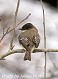 Tennessee's Watchable Wildlife