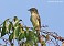 Tennessee's Watchable Wildlife