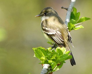 Tennessee's Watchable Wildlife