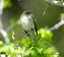 Tennessee's Watchable Wildlife