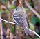 Tennessee's Watchable Wildlife